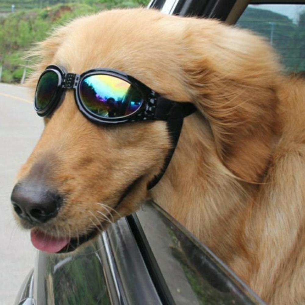 Med-large dog sunglasses/goggles UV ray protection